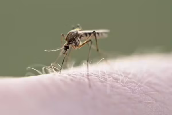 Moustiques : un répulsif pourrait devenir un signal de repas pour certains insectes — photo