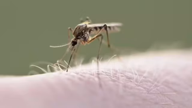 Moustiques : un répulsif pourrait devenir un signal de repas pour certains insectes