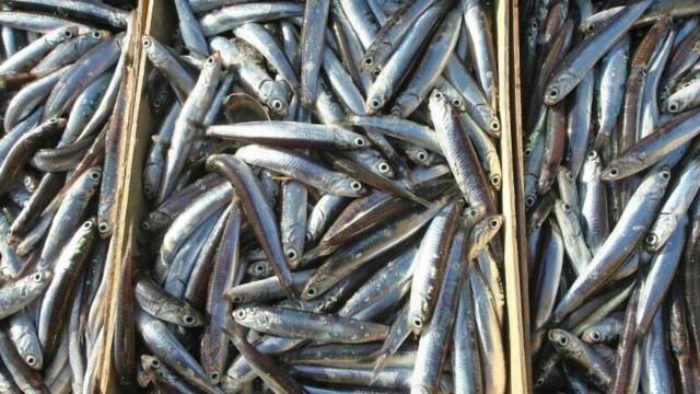 Pêche : la France relève le plafond des captures occasionnelles d’anchois dans le golfe de Gascogne Pêche : la France relève le plafond des captures occasionnelles d’anchois dans le golfe de Gascogne