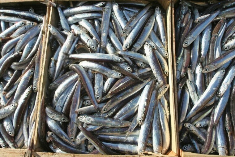 Pêche : la France relève le plafond des captures occasionnelles d’anchois dans le golfe de Gascogne