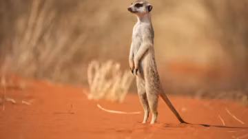 Popularized by documentaries, the meerkat remains a key animal in desert ecosystems.