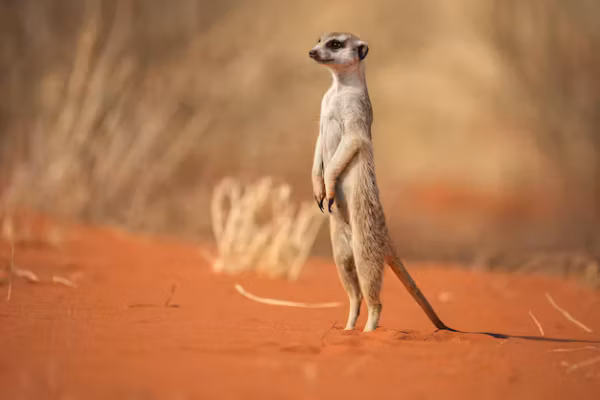 Popularisé par les documentaires, le suricate reste un animal clé des écosystèmes désertiques