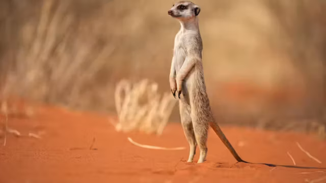 Popularisé par les documentaires, le suricate reste un animal clé des écosystèmes désertiques