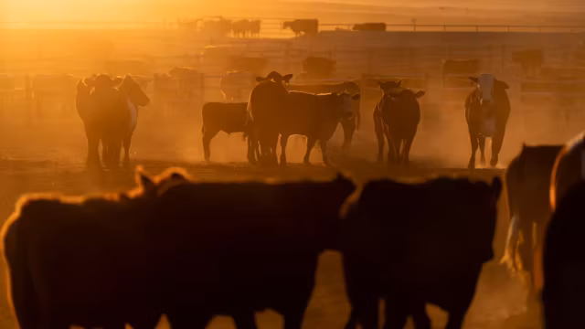 Privés du gigantesque marché chinois, les producteurs de bœuf américains comptent sur le sommet Trump-Xi