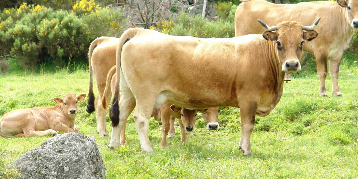 Un couple de randonneurs piétiné par des vaches dans les Alpes autrichiennes
