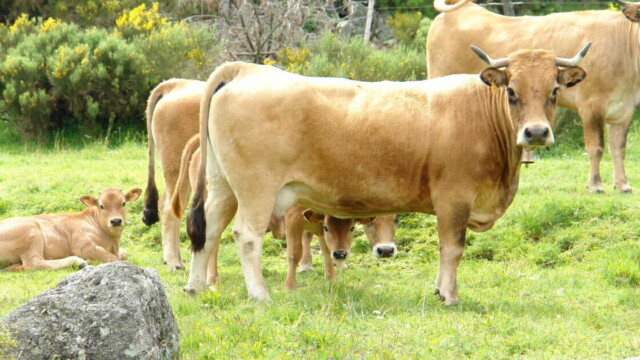 Un couple de randonneurs piétiné par des vaches dans les Alpes autrichiennes