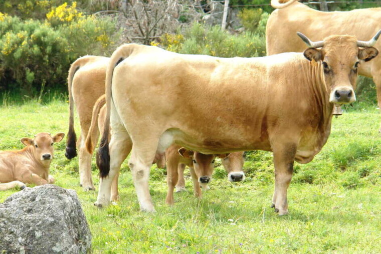 Un couple de randonneurs piétiné par des vaches dans les Alpes autrichiennes