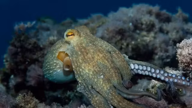Un mystérieux poulpe bleu découvert dans les profondeurs des Galápagos