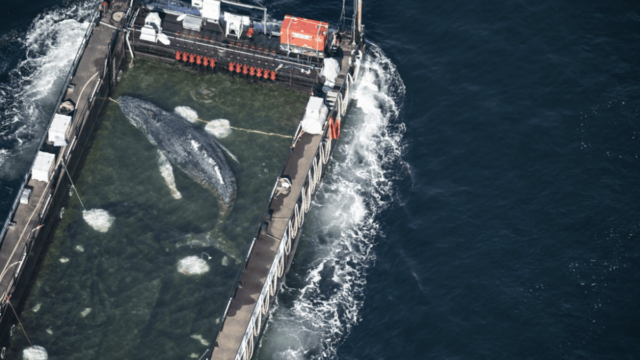 Une baleine à bosse sauvée après des semaines d’échouage et relâchée en mer du Nord Une baleine à bosse sauvée après des semaines d’échouage et relâchée en mer du Nord