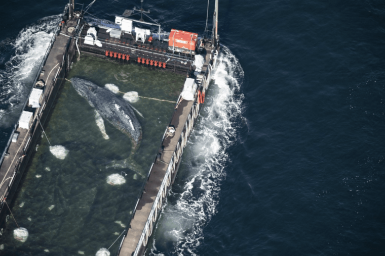 Une baleine à bosse sauvée après des semaines d’échouage et relâchée en mer du Nord