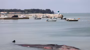 Une baleine de dix mètres retrouvée échouée sur une plage de l’île de Ré