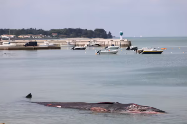 Une baleine de dix mètres retrouvée échouée sur une plage de l’île de Ré