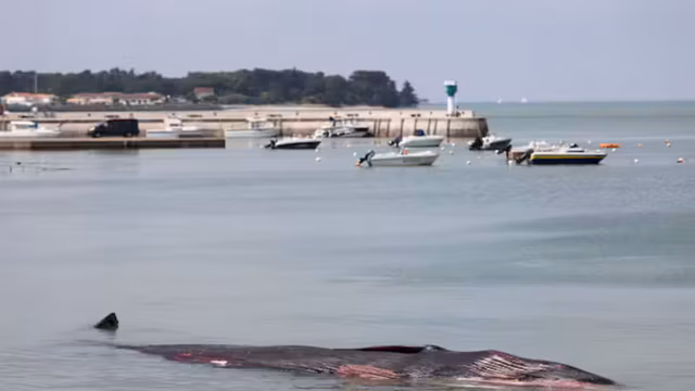 Une baleine de dix mètres retrouvée échouée sur une plage de l’île de Ré