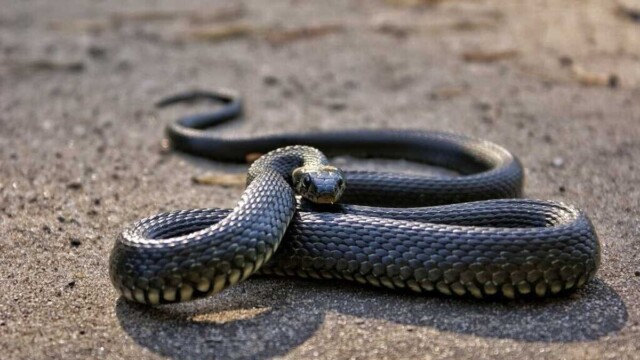 Une étude alerte sur le rapprochement des serpents venimeux avec les zones urbaines Une étude alerte sur le rapprochement des serpents venimeux avec les zones urbaines