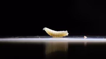 Alerte au Texas : un dangereux parasite mangeur de chair détecté chez un veau