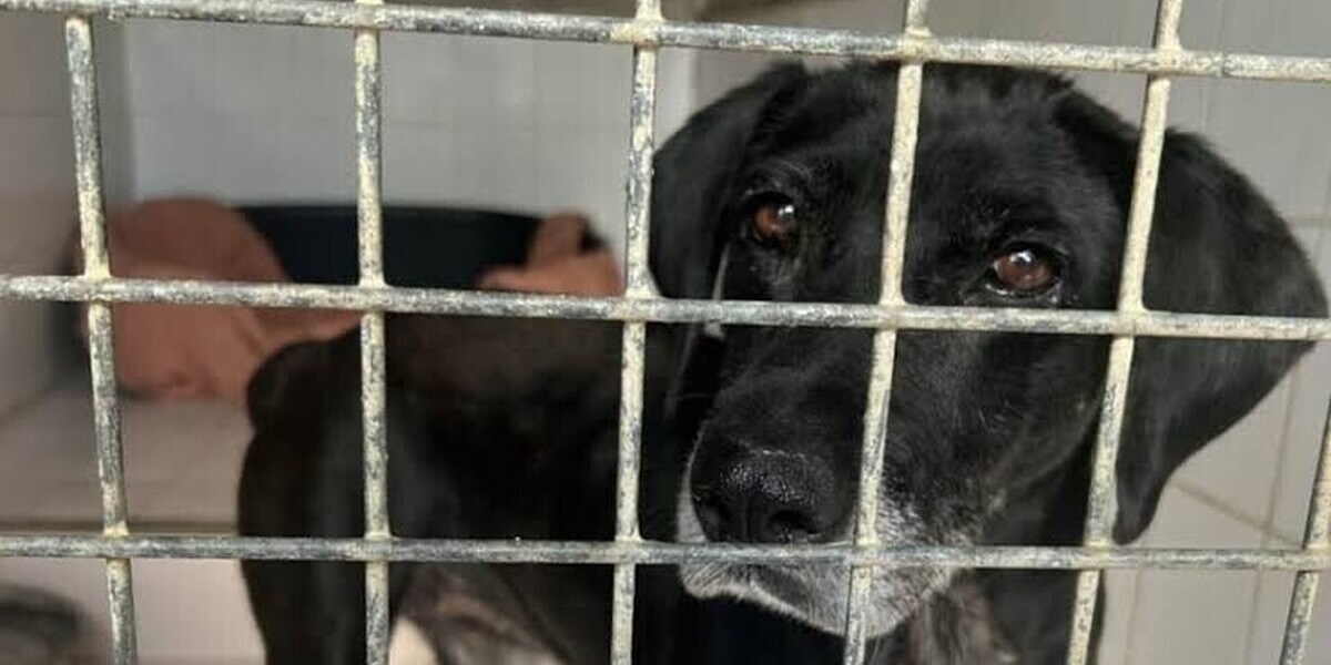 Animaux abandonnés : le scandale silencieux qui place la France en tête