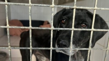 Animaux abandonnés : le scandale silencieux qui place la France en tête