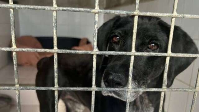 Animaux abandonnés : le scandale silencieux qui place la France en tête