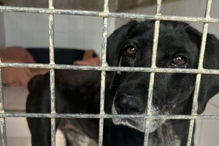 Animaux abandonnés : le scandale silencieux qui place la France en tête