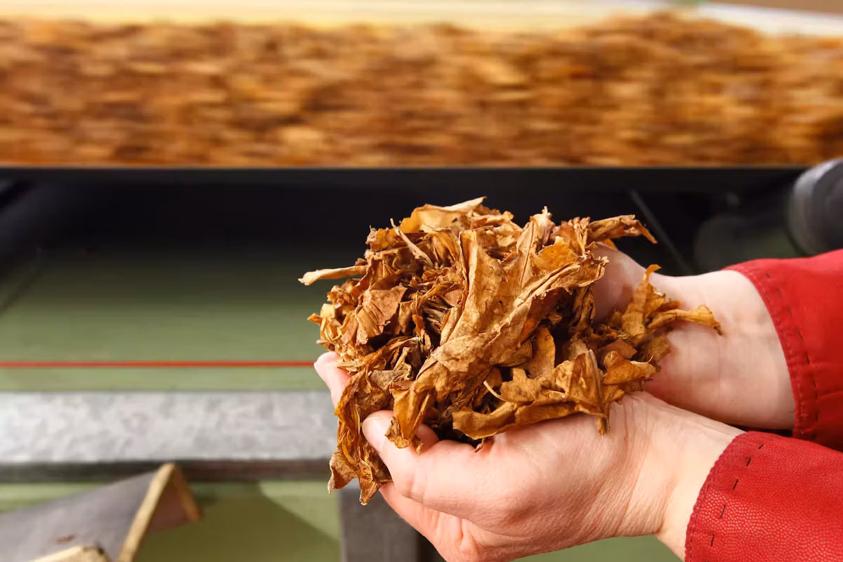 British American Tobacco annonce 9 000 suppressions de postes dans une vaste restructuration mondiale