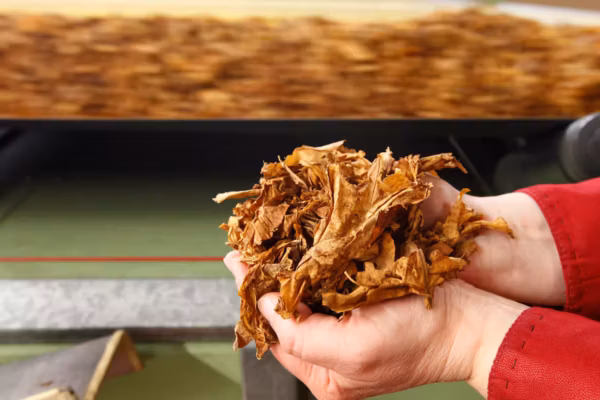 British American Tobacco annonce 9 000 suppressions de postes dans une vaste restructuration mondiale