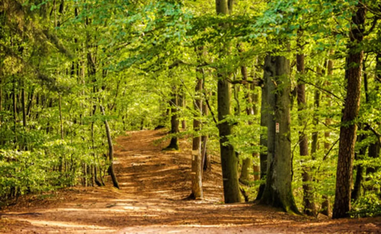 Climat : la capacité des forêts françaises à compenser le CO2 s’effondre