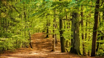 Climat : la capacité des forêts françaises à compenser le CO2 s’effondre