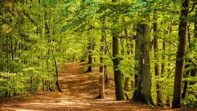 Climat : la capacité des forêts françaises à compenser le CO2 s’effondre