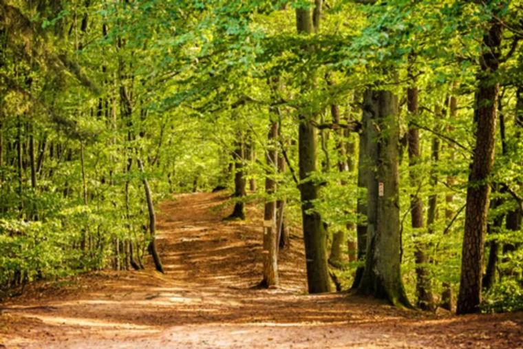 Climat : la capacité des forêts françaises à compenser le CO2 s’effondre