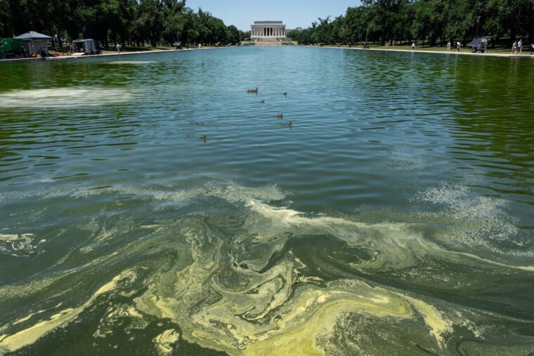 À Washington, des algues envahissent le bassin du Lincoln Memorial quelques jours après sa rénovation