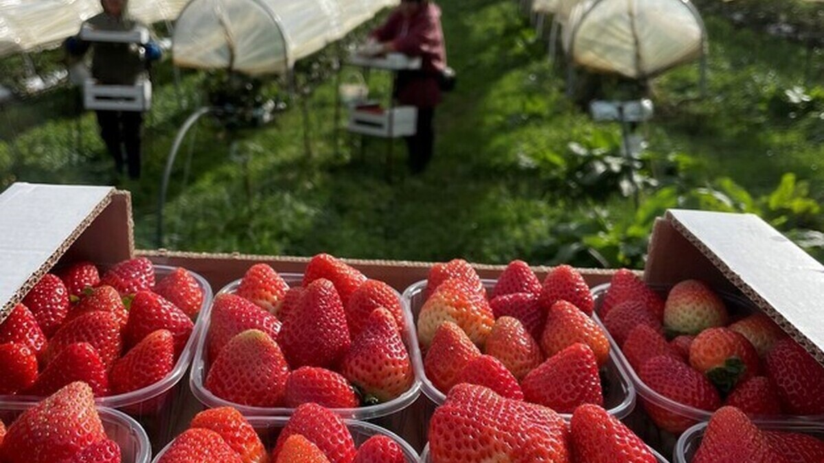 La fraise française résiste à la concurrence grâce au développement de la culture hors-sol La fraise française résiste à la concurrence grâce au développement de la culture hors-sol