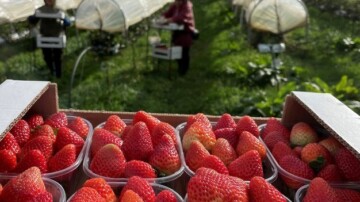 La fraise française résiste à la concurrence grâce au développement de la culture hors-sol