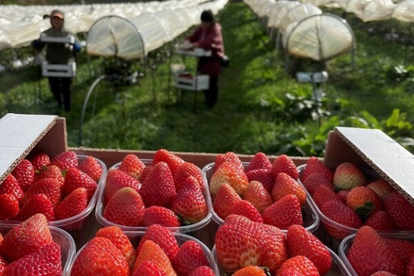 La fraise française résiste à la concurrence grâce au développement de la culture hors-sol