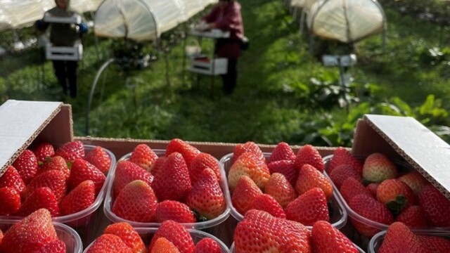 La fraise française résiste à la concurrence grâce au développement de la culture hors-sol