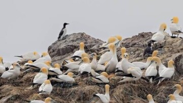 Un oiseau migrateur porteur du virus H5 identifié en Australie