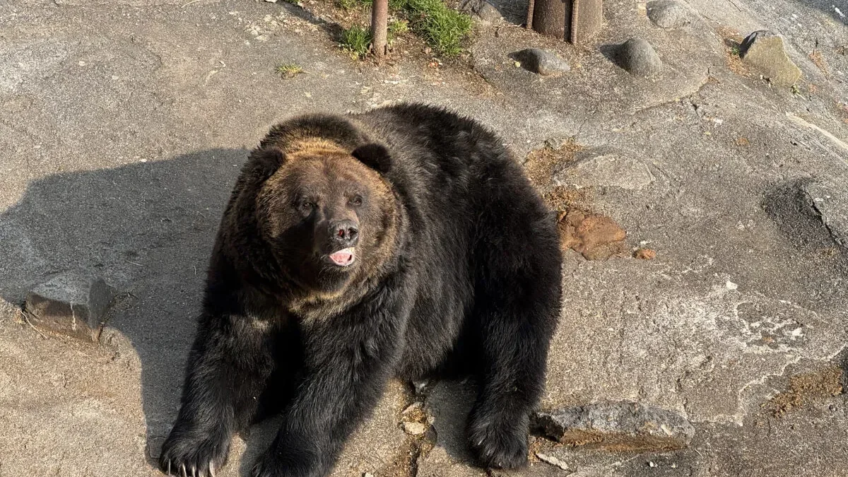Un ours noir capturé au Japon après plusieurs jours de traque