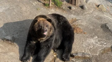 Un ours noir capturé au Japon après plusieurs jours de traque