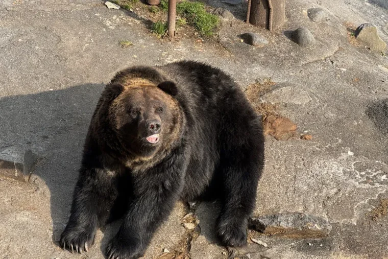Un ours noir capturé au Japon après plusieurs jours de traque