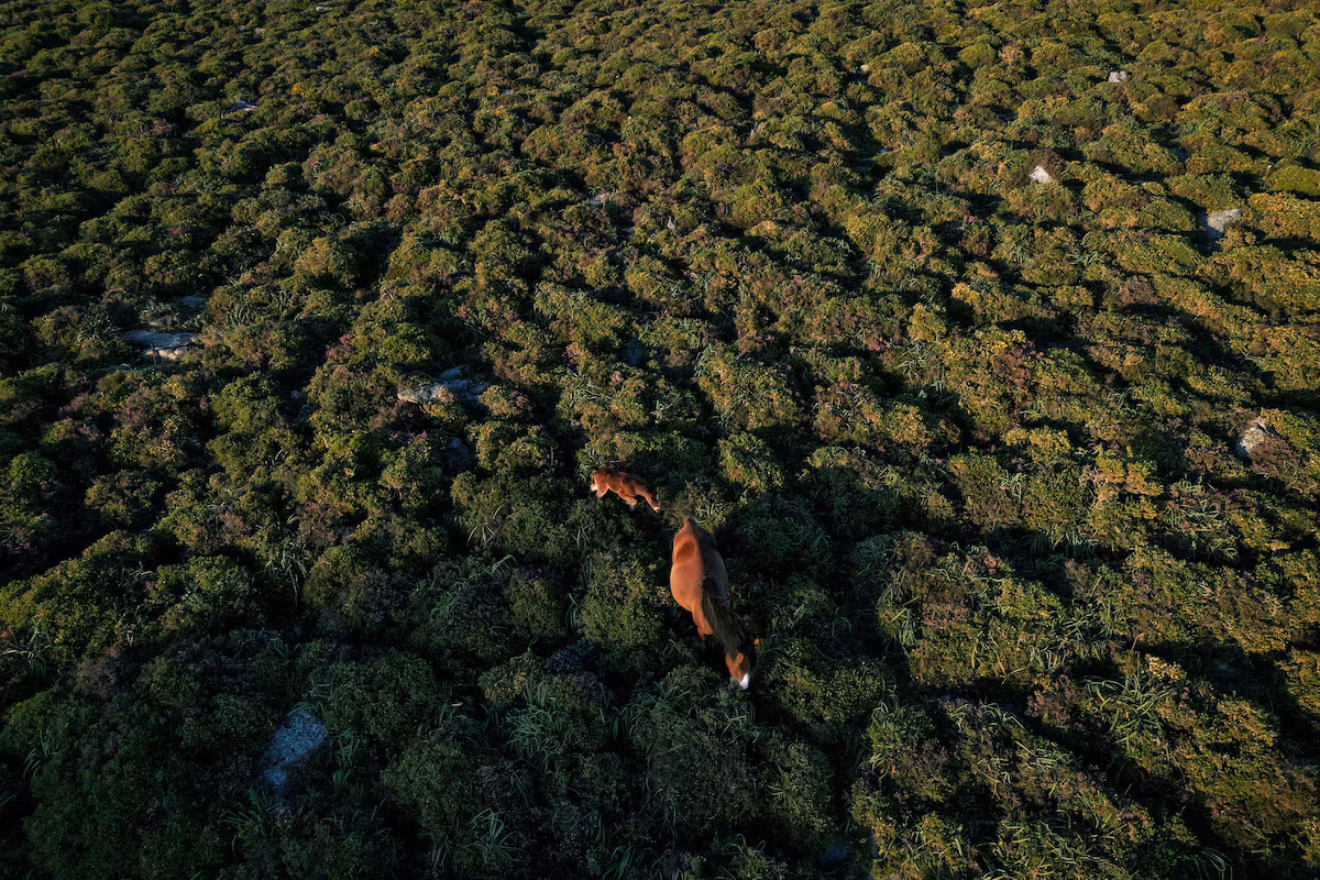 Une menace ignorée ? La perte de biodiversité pourrait déclencher une nouvelle vague mondiale de crises de la dette