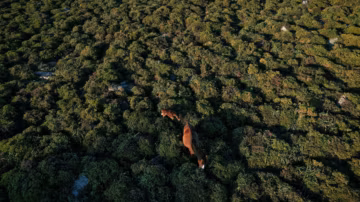 Une menace ignorée ? La perte de biodiversité pourrait déclencher une nouvelle vague mondiale de crises de la dette