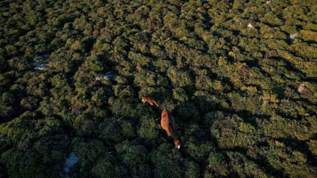 Une menace ignorée ? La perte de biodiversité pourrait déclencher une nouvelle vague mondiale de crises de la dette — photo