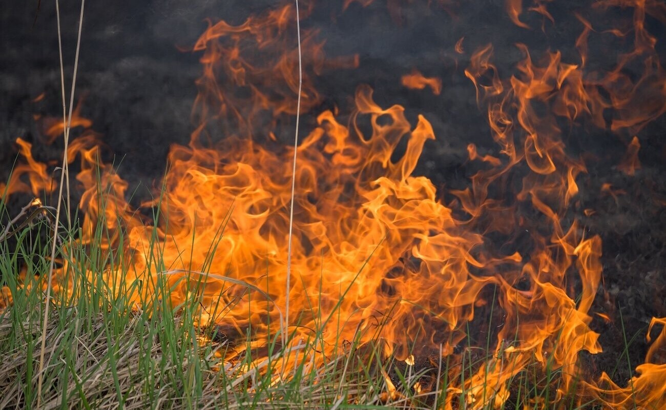 Canicule : l'effet sèche-cheveux menace la végétation et accroît les incendies