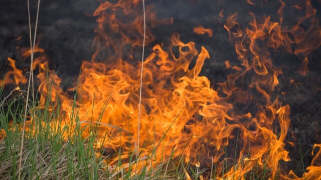 Canicule : l'effet sèche-cheveux menace la végétation et accroît les incendies