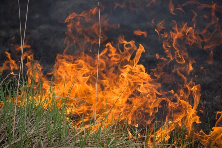 Canicule : l'effet sèche-cheveux menace la végétation et accroît les incendies