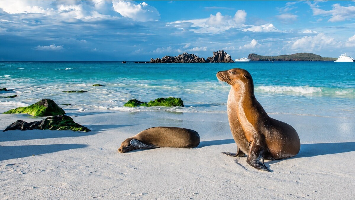 Voyage enchanteur au cœur de l’Équateur, sur les traces de Darwin