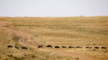 Au Kenya, des militants attaquent en justice les lodges de luxe du Maasai Mara pour protéger un écosystème menacé