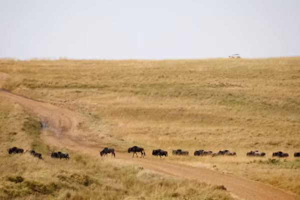 Au Kenya, des militants attaquent en justice les lodges de luxe du Maasai Mara pour protéger un écosystème menacé