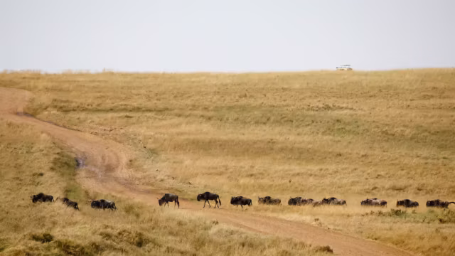 Au Kenya, des militants attaquent en justice les lodges de luxe du Maasai Mara pour protéger un écosystème menacé — photo