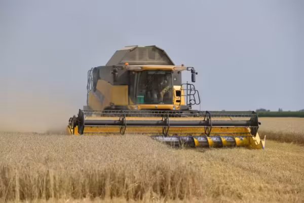Blé : la récolte française recule de 4% après un printemps marqué par les canicules — photo