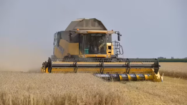Blé : la récolte française recule de 4 % après un printemps marqué par les canicules